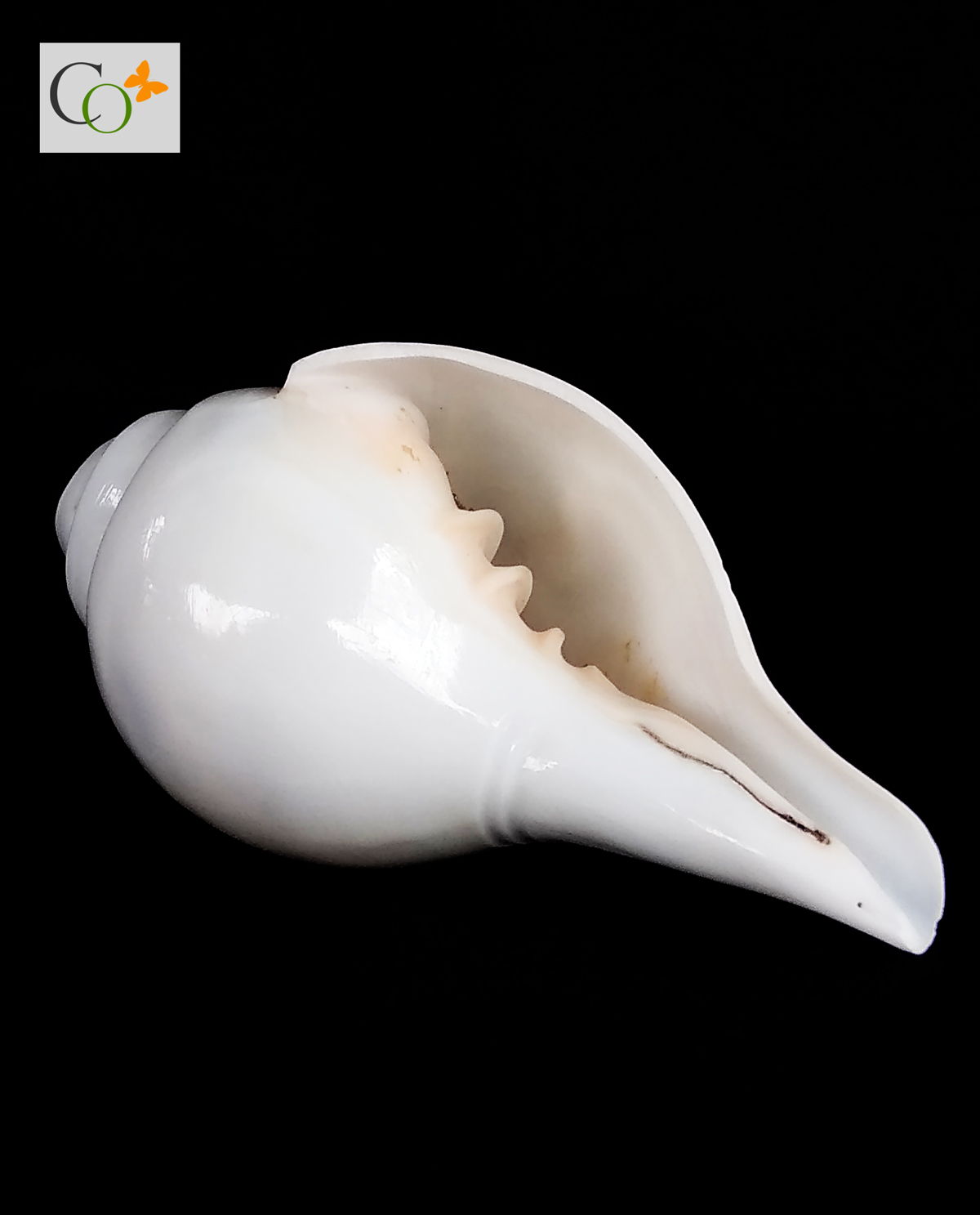 Indian Shankh, Shank, Shonkho Blowing Conch hot Shell White Shankh, White Blowing Shankha, Blowing Conch Shell, Sanka For Blowing, Home Decor